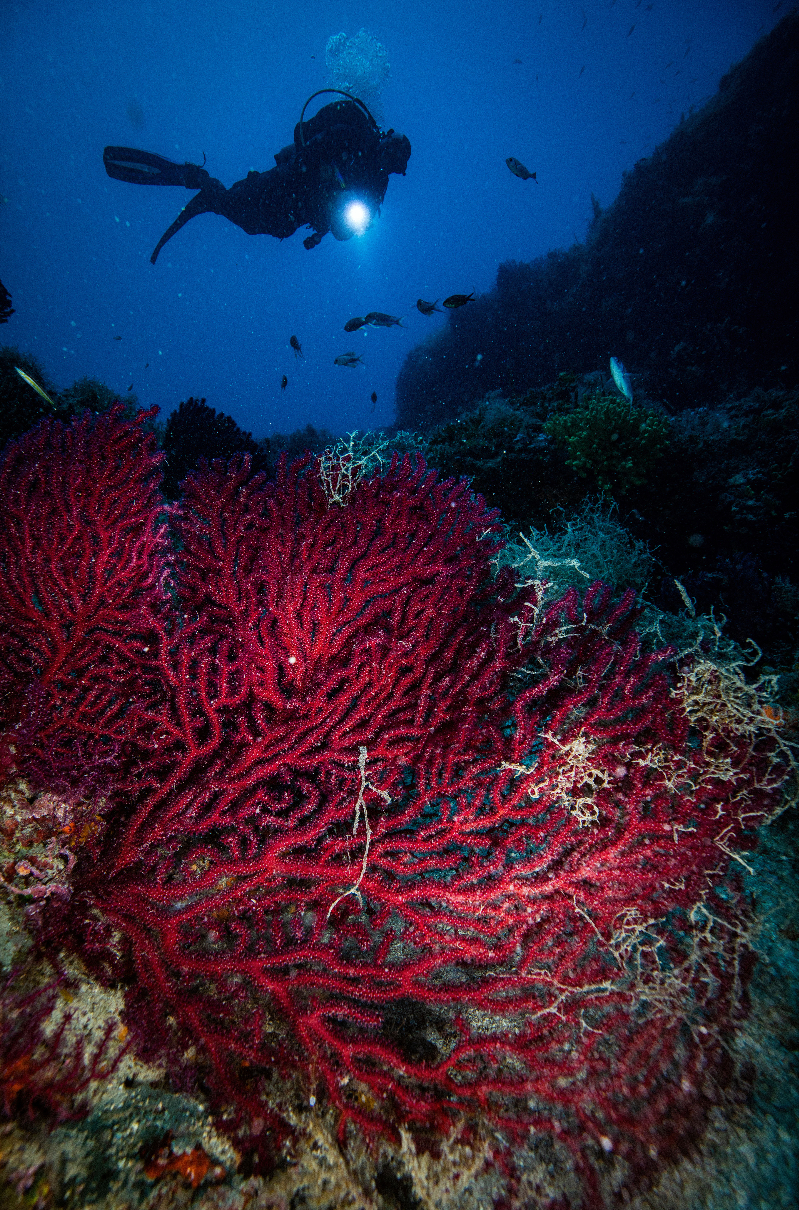 Kırmızı Mercanların derinlerdeki evi "Ayvalık"