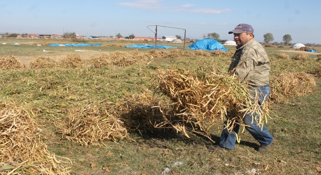 Kazak fasulyesinde hasat başladı