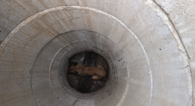 Kocaeli’de kuyuya düşen köpeği itfaiye ekipleri kurtardı