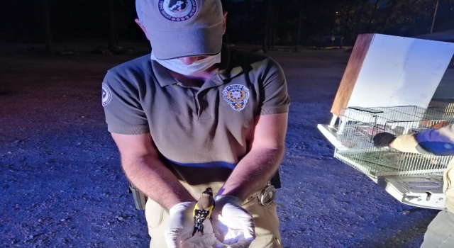 Kocaeli’de yasa dışı avlanan kuşlar doğaya bırakıldı