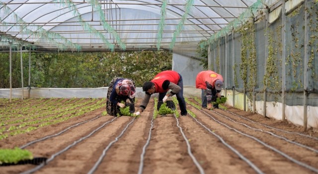 Bilecik’te seralarda marul yetiştiren üreticiler sezondan umutlu