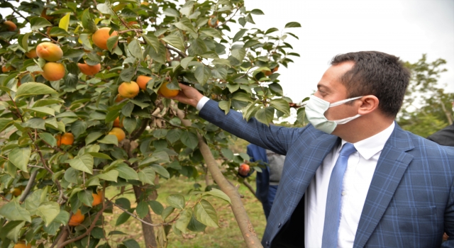 Bilecik’te ”Trabzon hurması” hasadı