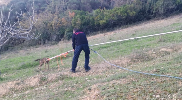 Kocaeli’nde 6 metrelik su kuyusuna düşen çakal kurtarıldı