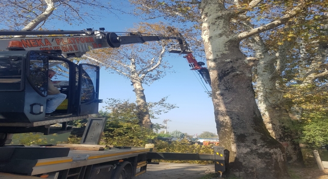 Kocaeli’de asırlık çınar ağaçlarının röntgeni çekildi