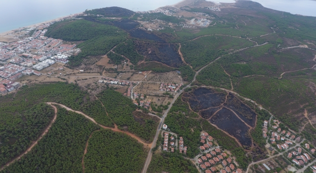 Ayvalık’ta yanan alanlar ”doğal gençleştirmeyle” eski haline dönüşecek
