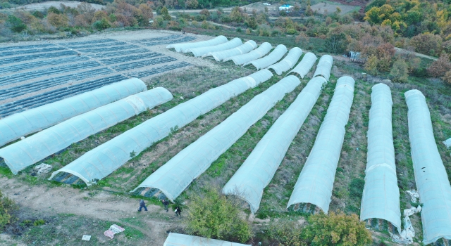 Yalova’nın yediveren çileği üreticisini memnun etti