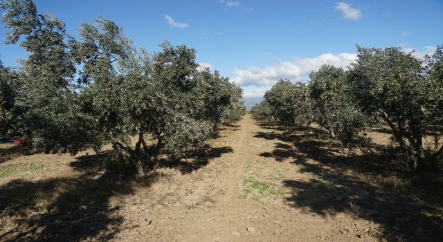 Edremit Ziraat Odasına göre zeytin ağacı kesenlere verilen para cezası yetersiz