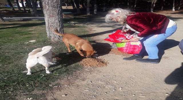 Gelibolu’da sokak hayvanları için seferberlik