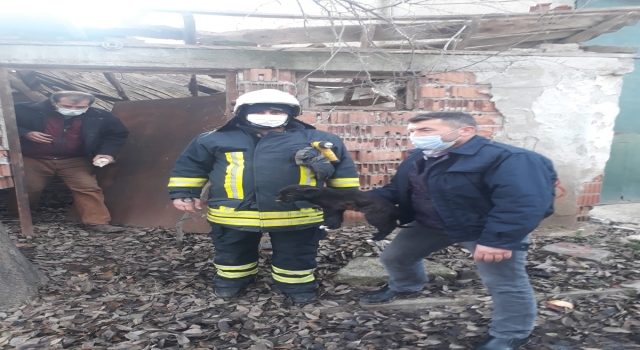 Tekirdağ’da kuyuya düşen köpek yavrusu itfaiye ekiplerince kurtarıldı