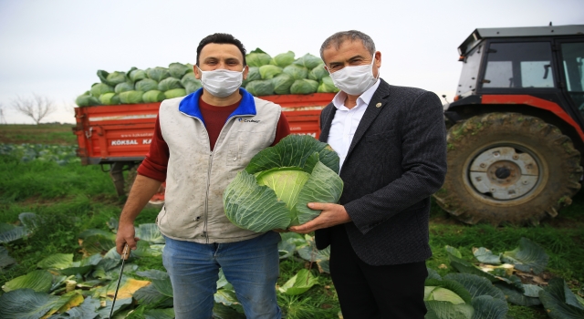 Lahana fiyatı ve kalitesiyle çiftçinin yüzünü güldürdü