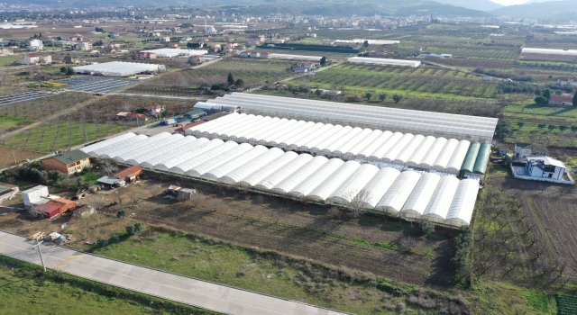 Süs bitkileri sektöründe ihracat artıyor, ithalat azalıyor