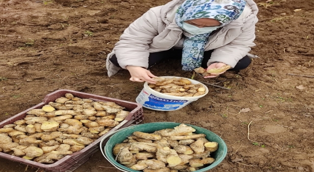 ”Toprağın altındaki mucize Zencefil” projesi başladı