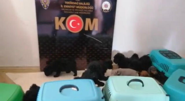 Tekirdağ’da yurt dışından kaçak sokulan 13 cins yavru köpek yakalandı