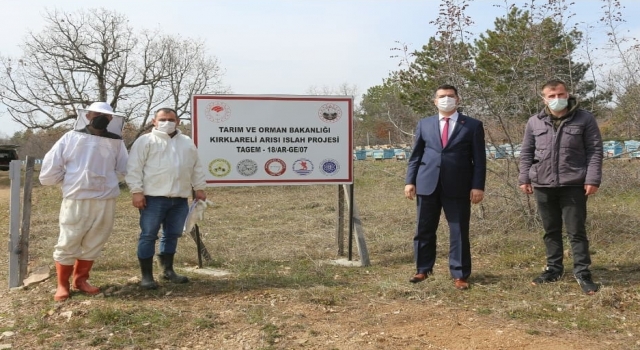 ”Kırklareli Arısı Islah Projesi” çalışmaları sürüyor