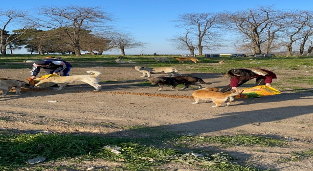 Edirne’de sokak hayvanları unutulmadı