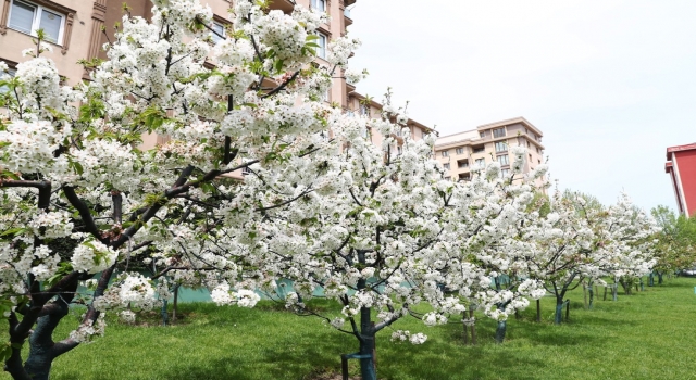 Bağcılar’da Nostalji Bahçeleri’ndeki kiraz ağaçları çiçek açtı