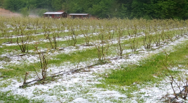 Bursa’da dolu tarım arazilerine zarar verdi