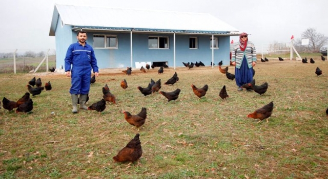 Kocaeli’de çiftçilere yüzde 50 hibeli tavuk desteği