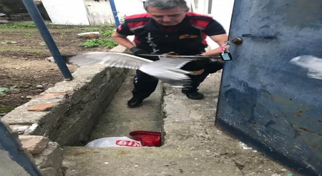 Bacaya çarpıp bahçeye düşen martıyı itfaiye ekipleri kurtardı