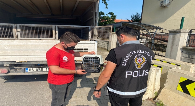 Sakarya’da eziyet edildiği öne sürülen tavşan, sahibinden alınarak barınağa bırakıldı