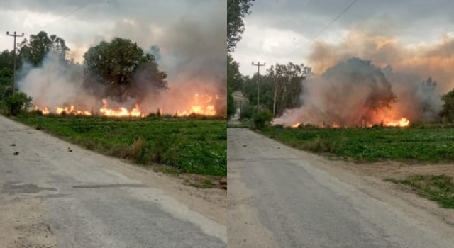 Çan’da fırtınada devrilen ağaçlar elektrik tellerini kopararak ekili arazide yangın çıkardı