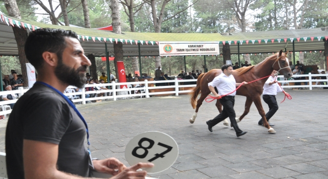 Bursa’da safkan Arap taylarının satışından 7 milyon liranın üzerinde gelir elde edildi