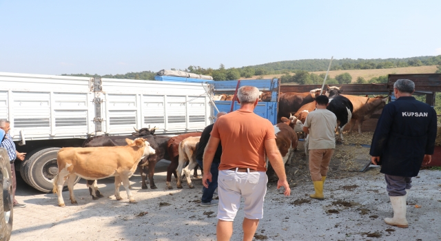 Kastamonu ve Sinop’ta sel felaketinden etkilenen çiftçilere 89 büyükbaş hayvan yardımı