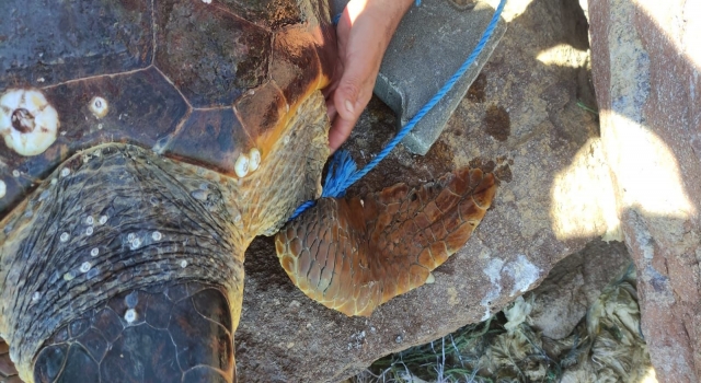 Çanakkale’de koluna parke taşı bağlanarak denize bırakılan caretta caretta kurtarıldı