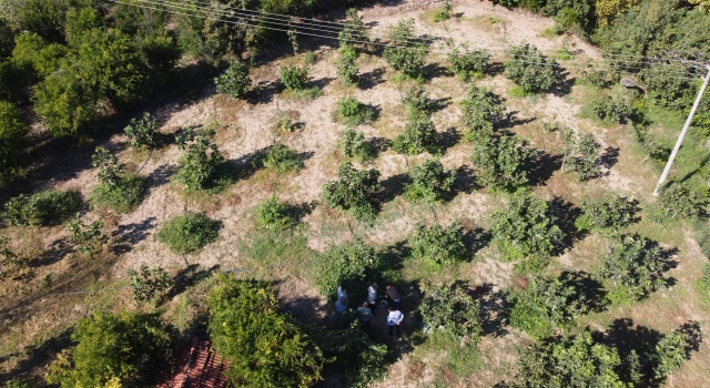 İnhisar’da üretilen incirler büyükşehirlerde tezgahları süslüyor