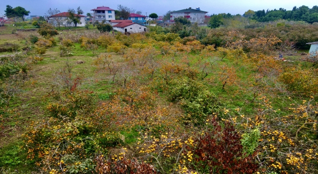 ”Tescilli Kocaali hurma kurusu” genç çiftçilere yeni gelir kapısı oldu