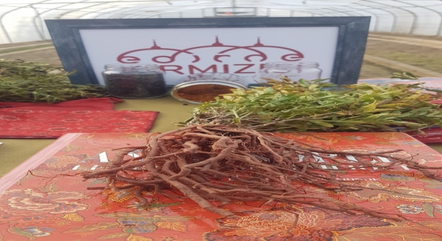 Efsanelere konu ”Edirne kırmızısı” renginin bitkisinde ilk hasat yapıldı