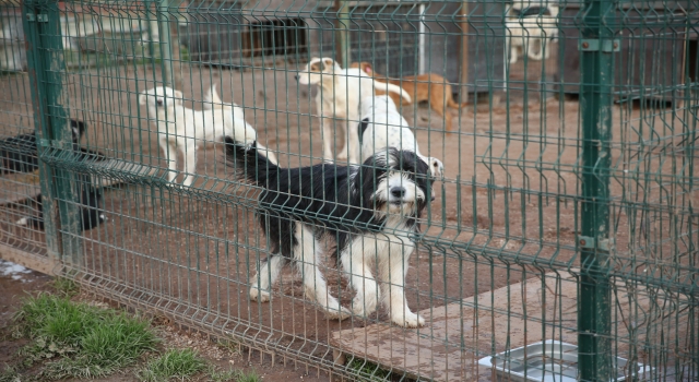 Sakarya’da sokak hayvanları, rehabilitasyon merkezinde şifa bulacak
