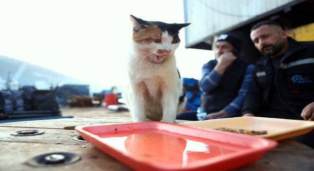 Gemide dünyaya gelen kedi, tayfanın yol arkadaşı oldu