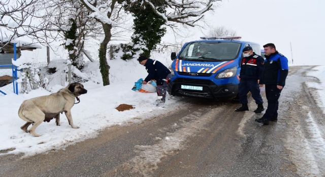 Belediye ekipleri sokak hayvanlarını unutmadı
