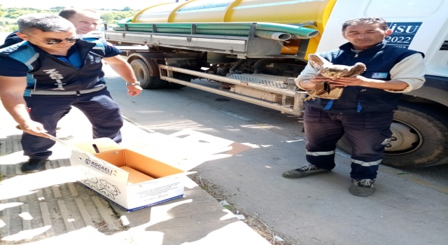 Kocaeli’de yaralı halde bulunan şahin tedaviye alındı