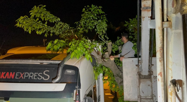 Kocaeli’de üzerine ağaç devrilen tır hasar gördü