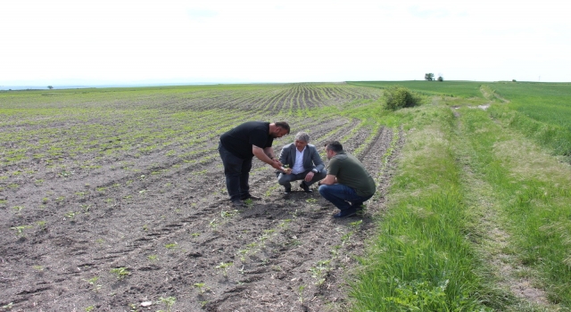Edirne Tarım ve Orman Müdürü Bayazıt ayçiçeği tarlalarında incelemede bulundu