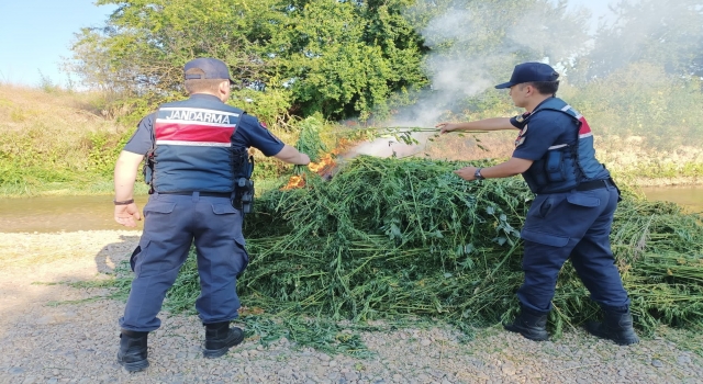 Kırklareli’nde ayçiçeği tarlalarında 661 bin 850 kök Hint keneviri ele geçirildi