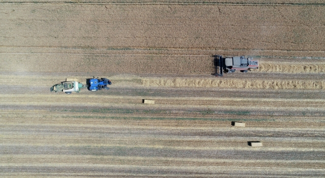 Trakya’da sertifikalı buğday tohumu verimiyle öne çıkıyor