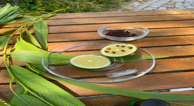 Sivrisineklerden doğal yollarla korunmak için tıbbi aromatik bitki önerisi