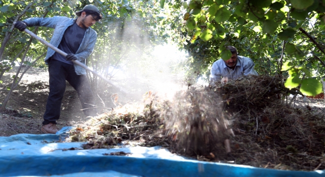 Sakarya’da mevsimlik tarım işçileri fındık mesaisine hazırlanıyor