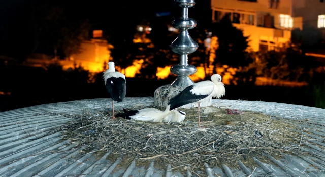 Beykoz’un ”Yaren” leylekleri 10 yıldır aynı caminin kubbesinde yavruluyor