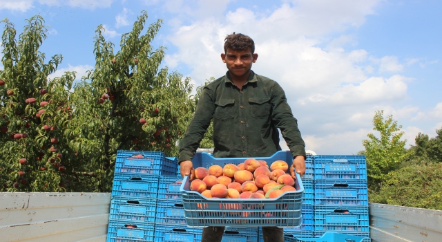 Bilecik’te sezonun son şeftali hasadı yapıldı