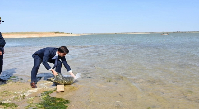 Edirne’deki göletlere 520 bin balık yavrusu bırakıldı