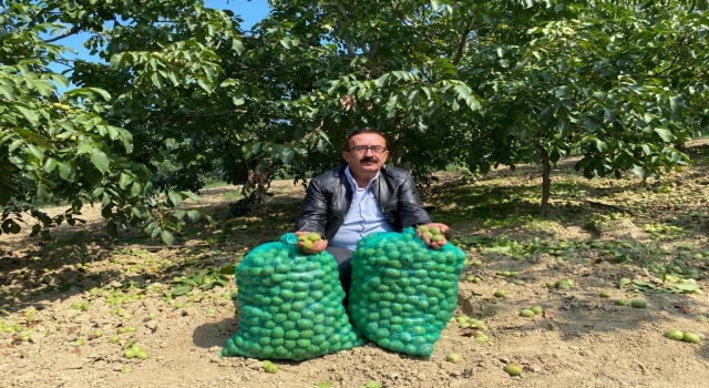 İnegöl’ün ceviz üretim merkezi Konurlar Mahallesi’nde rekolte iki katına çıktı