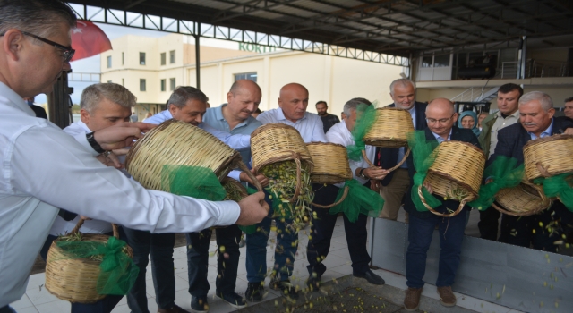 Ayvalık’ta sezonun ilk erken hasat zeytinleri sıkıldı