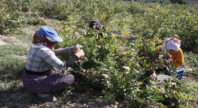 Tekirdağ’da ”süper meyve” aronyanın hasadına başlandı