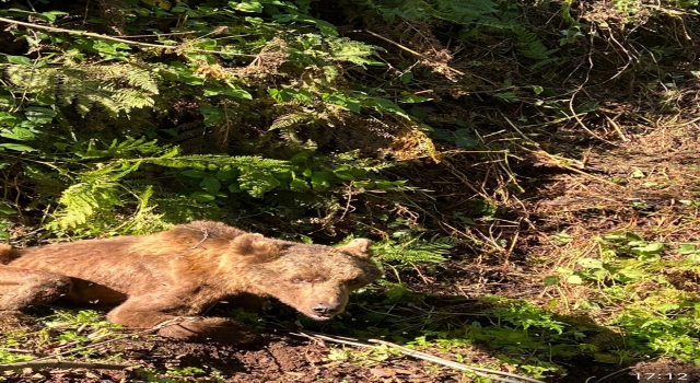 Sakarya’da bulunan yaralı ayı tedavi altına alındı