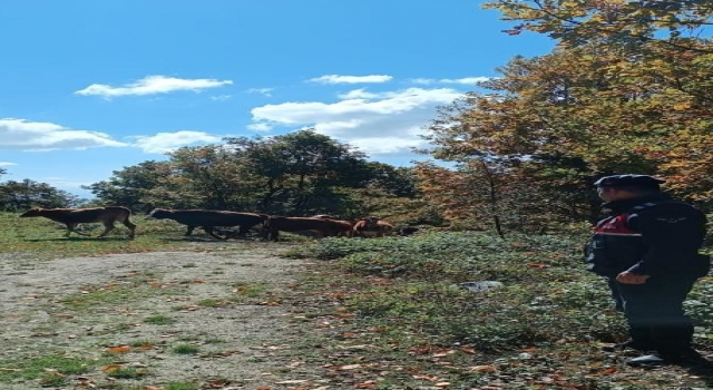Yenişehir’de kaybolan büyükbaş hayvanları jandarma ekipleri buldu