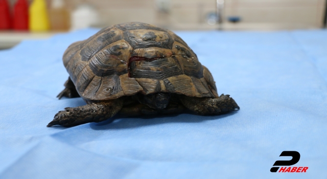 Bir aracın çarpması sonucu kabuğu kırılan kaplumbağa tedaviye alındı